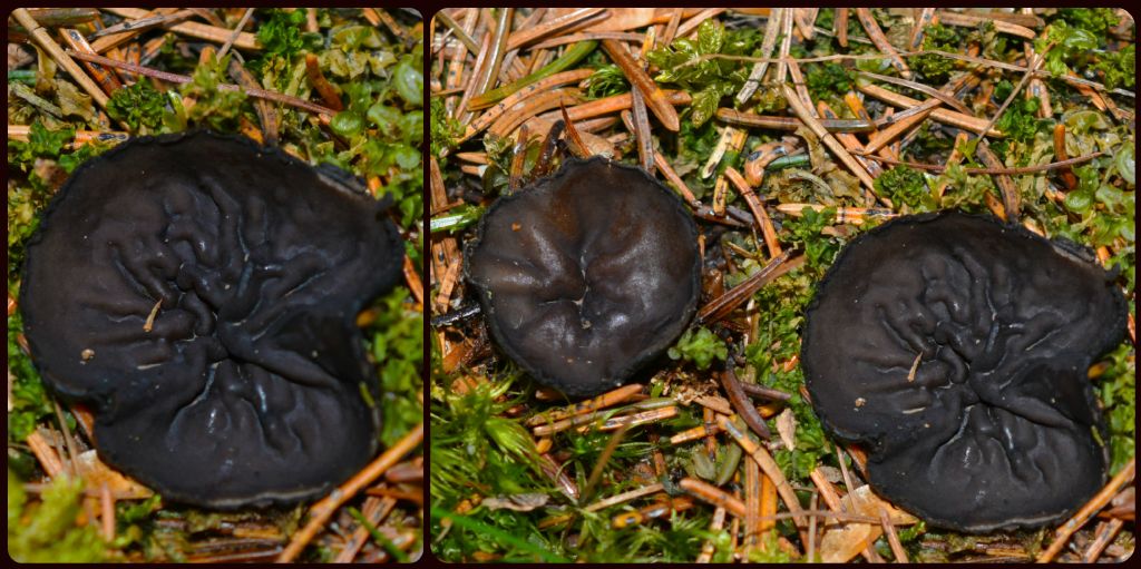 Ecco i funghi..escursione 18/04/2018